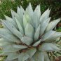 Agave Deserti Garden Plants Rare Potted Plants 10 PCS Seeds