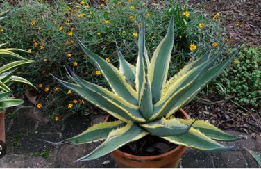 Agave difformis Succulents Garden Plants 10 PCS Seeds