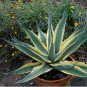 Agave difformis Succulents Garden Plants 10 PCS Seeds