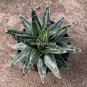 Agave difformis Succulents Garden Plants 10 PCS Seeds