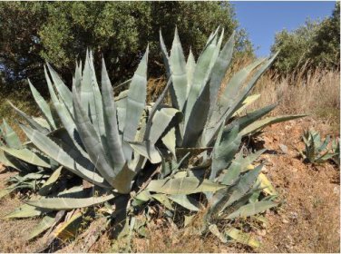 Agave Durangensis Agave Garden Plants 10 PCS Seeds