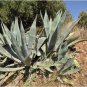 Agave Durangensis Agave Garden Plants 10 PCS Seeds