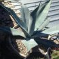 Agave Durangensis Agave Garden Plants 10 PCS Seeds