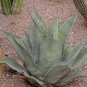 Agave Durangensis Agave Garden Plants 10 PCS Seeds