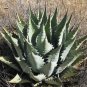 Agave Durangensis Agave Garden Plants 10 PCS Seeds