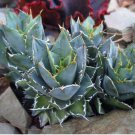 Agave felgeri Succulents Garden Plants 10 PCS Seeds