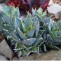 Agave felgeri Succulents Garden Plants 10 PCS Seeds