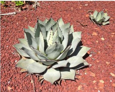 Agave flexispina Succulents Garden Plants 10 PCS Seeds