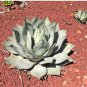 Agave flexispina Succulents Garden Plants 10 PCS Seeds