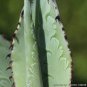 Agave flexispina Succulents Garden Plants 10 PCS Seeds