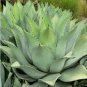 Agave flexispina Succulents Garden Plants 10 PCS Seeds