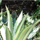 Agave funkiana Succulents Garden Plants 10 PCS Seeds
