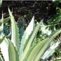 Agave funkiana Succulents Garden Plants 10 PCS Seeds