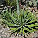 Agave Garciae Mendozae Agave Garden Plants 10 PCS Seeds Agave Garciae Mendozae Agave Garden Plants 10 PCS Seeds