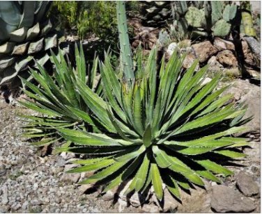 Agave Garciae Mendozae Agave Garden Plants 10 PCS Seeds