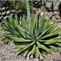 Agave Garciae Mendozae Agave Garden Plants 10 PCS Seeds