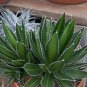 Agave Garciae Mendozae Agave Garden Plants 10 PCS Seeds