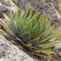 Agave Garciae Mendozae Agave Garden Plants 10 PCS Seeds