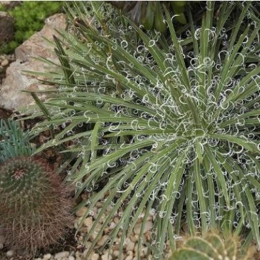 Agave geminiflora Succulents Garden Plants 10 PCS Seeds