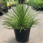 Agave geminiflora Succulents Garden Plants 10 PCS Seeds