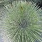 Agave geminiflora Succulents Garden Plants 10 PCS Seeds