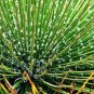 Agave geminiflora Succulents Garden Plants 10 PCS Seeds