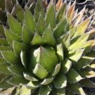 Agave ghiesbreghtii 'Purpusorum' Succulents Garden Plants 10 PCS Seeds Agave ghiesbreghtii 'Purpusorum' Succulents Garden Plants 10 PCS Seeds