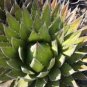 Agave ghiesbreghtii 'Purpusorum' Succulents Garden Plants 10 PCS Seeds