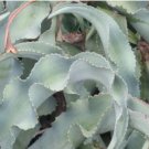 Agave Gypsophila Leaves Wavy Twisted Plants 10 PCS Seeds
