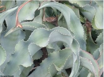 Agave Gypsophila Leaves Wavy Twisted Plants 10 PCS Seeds