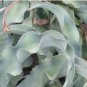 Agave Gypsophila Leaves Wavy Twisted Plants 10 PCS Seeds