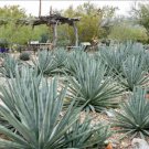 Agave gigantensis Succulents Garden Plants 10 PCS Seeds