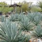 Agave gigantensis Succulents Garden Plants 10 PCS Seeds
