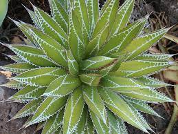 AGAVE impressa Succulents Garden Plants 10 PCS Seeds