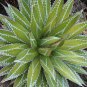 AGAVE impressa Succulents Garden Plants 10 PCS Seeds