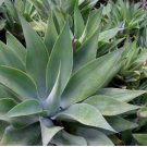 Agave inaequidens subsp. inaequidens Succulents Garden Plant 10 PCS Seeds Agave inaequidens subsp. inaequidens Succulents Garden Plant 10 PCS Seeds
