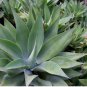 Agave inaequidens subsp. inaequidens Succulents Garden Plant 10 PCS Seeds
