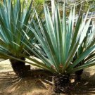 Agave karwinskii Succulents Garden Plants 10 PCS Seeds