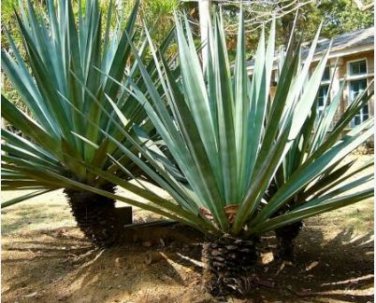 Agave karwinskii Succulents Garden Plants 10 PCS Seeds