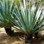 Agave karwinskii Succulents Garden Plants 10 PCS Seeds