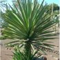 Agave karwinskii Succulents Garden Plants 10 PCS Seeds