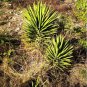 Agave karwinskii Succulents Garden Plants 10 PCS Seeds