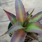 Agave Kerchovei Huajuapan Red Agave Garden Plants 10 PCS Seeds Agave Kerchovei Huajuapan Red Agave Garden Plants 10 PCS Seeds