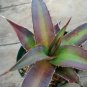 Agave Kerchovei Huajuapan Red Agave Garden Plants 10 PCS Seeds