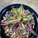 Agave Kerchovei Succulents Garden Plants 10 PCS Seeds