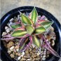 Agave Kerchovei Succulents Garden Plants 10 PCS Seeds