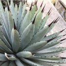 Agave Macroacantha Schwarzstachel Leaves Succulent plant 10 PCS Seeds