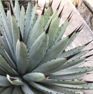 Agave Macroacantha Schwarzstachel Leaves Succulent plant 10 PCS Seeds