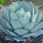 Agave Macroacantha Schwarzstachel Leaves Succulent plant 10 PCS Seeds