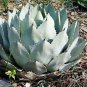 Agave Macroacantha Schwarzstachel Leaves Succulent plant 10 PCS Seeds